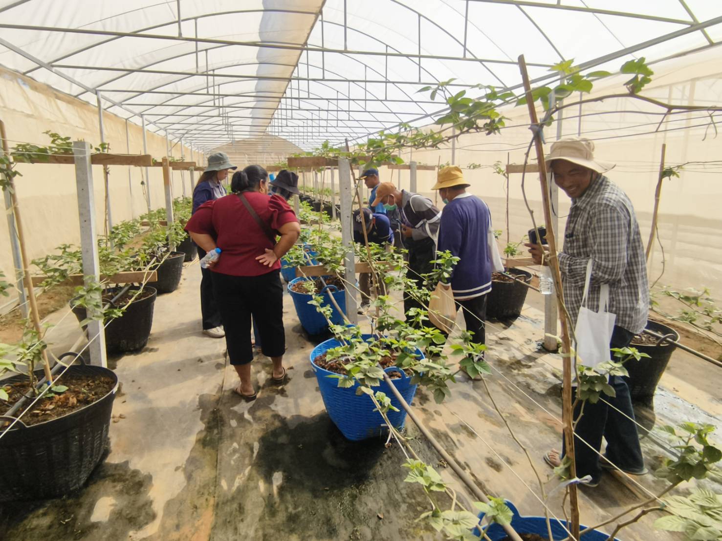 title - วันที่ 23 มกราคม 2569 นายประเสริฐ กาญจนเกียรติกุล ปฏิรูปที่ดินจังหวัดบุรีรัมย์ มอบหมายให้นายธงชัย ใจกล้า เจ้าหน้าที่ปฏิรูปที่ดิน นำเกษตรกรภายใต้โครงการพัฒนาเกษตรกรรมยั่งยืนในเขตปฏิรูปที่ดินจำนวน 11 ราย เข้าศึกษาดูงานสถานีวิจัยการเกษตรและพัฒนาโครงการหลวงโนนดินแดง